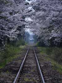 青森・桜】駅と列車と桜のコラボレーション🚃🌸穴場のエモいスポット✨※アクセス解説付き