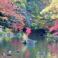 成田公園的秋天