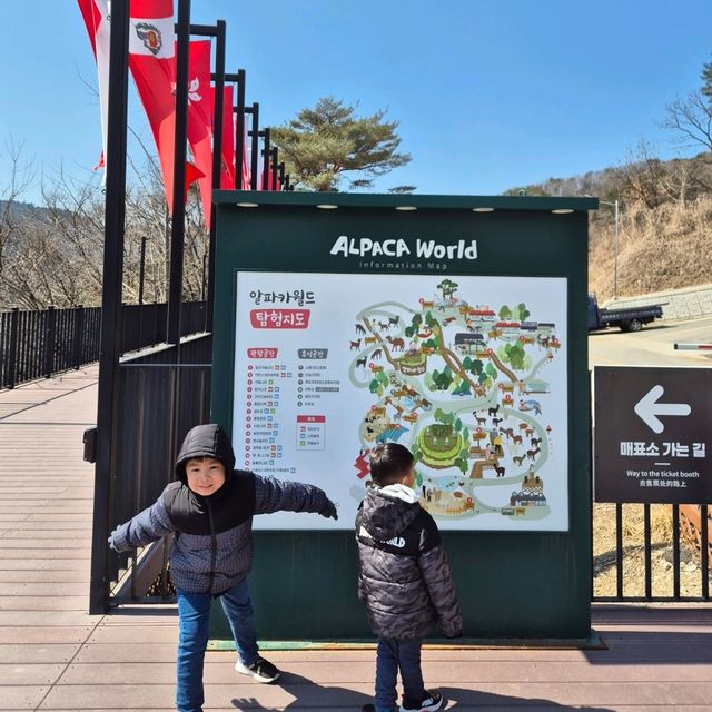 Alpaca World in Seoul