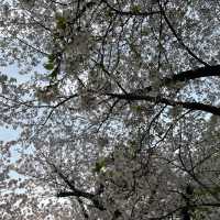 【今の時期桜がきれいな寺院】祥雲寺