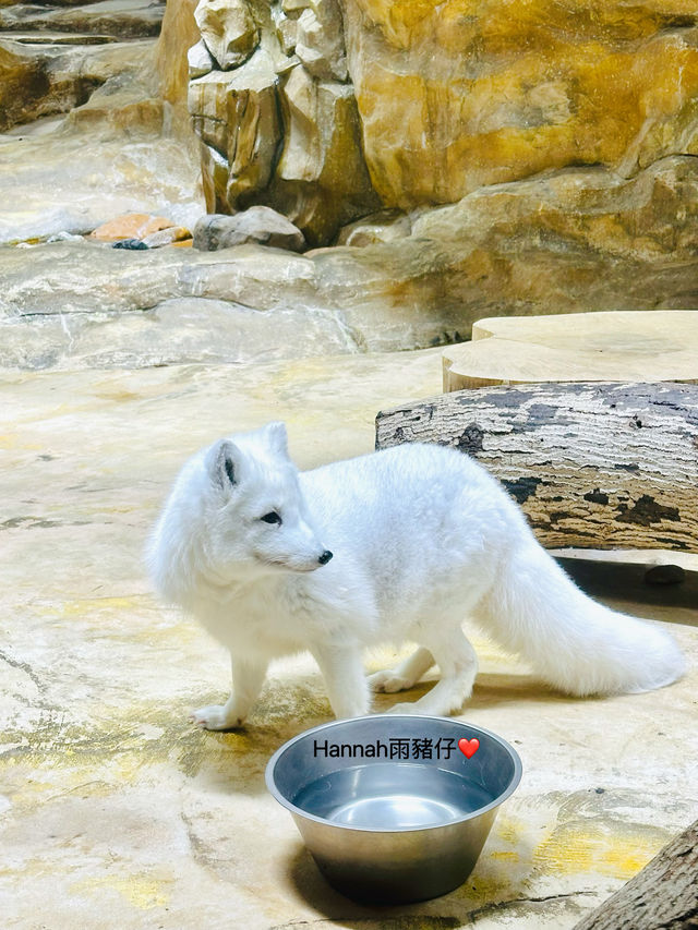 #海洋公園x小王子