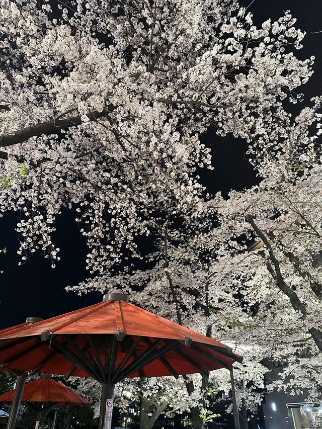 【京都お花見スポット】祇園白川