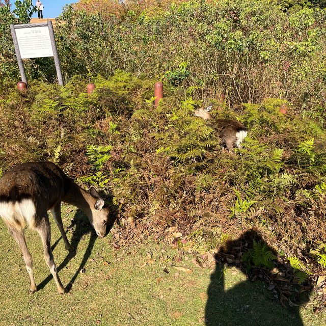 【世界遺産】春日山原始林　〜春日山遊歩道