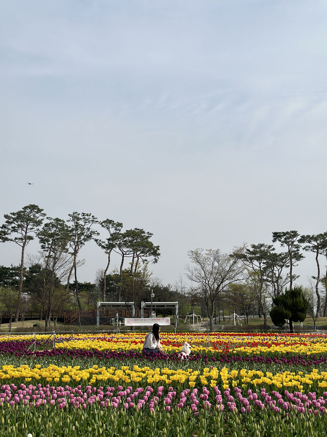실시간 튤립으로 가득한 청주🌷💖