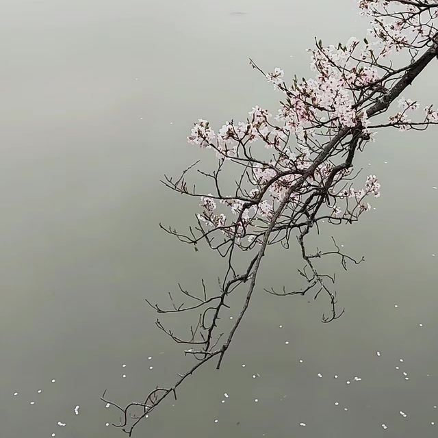 「夢幻櫻花仙境～名花之鄉」