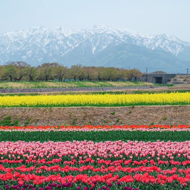 ชมซากุระและวิวสุดปังที่ Asahi Funakawa🌸