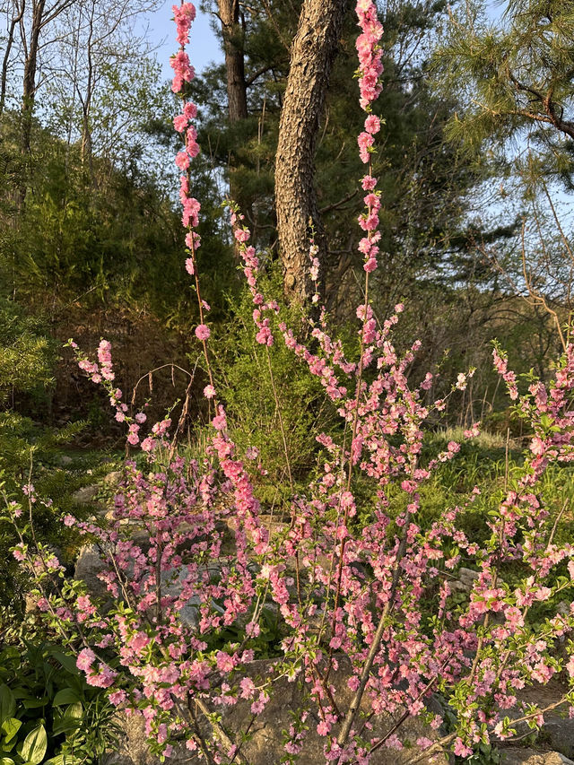 한옥집과 싱그러운 연두와 초록빛, 분홍 야생화의 향연 🌷 양평의 봄 맛집 투어 추천지 💖