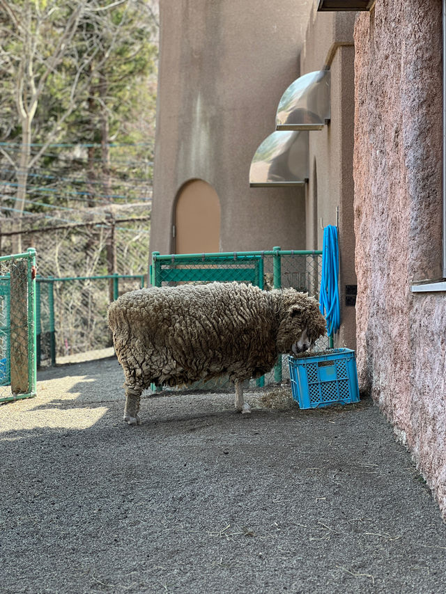 暢遊市區動物園🙉北海道圓山動物園🫶🏻