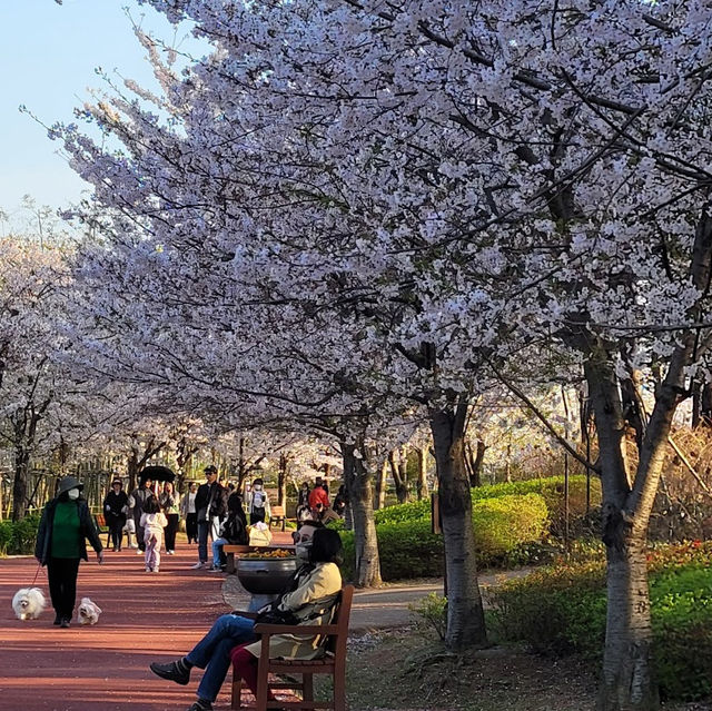 【釜山溫泉川市民公園】春日櫻花隧道，絕對是春遊首選！