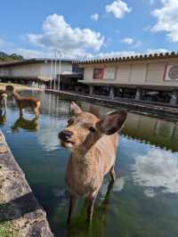 Nara Park