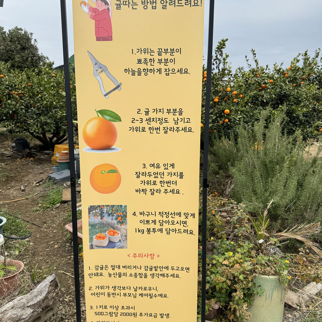 제주 겨울 여행 귤따기 체험가능한 [제주에인감귤밭]