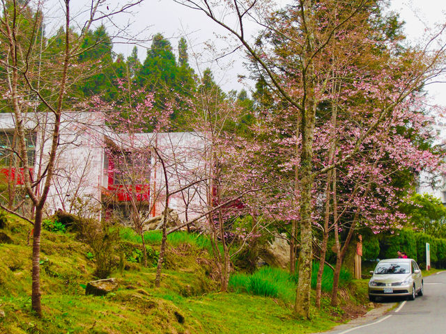 Serene beauty and vibrant blossoms 🌸🇹🇼