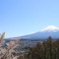 「新倉山淺間公園」｜櫻花、富士山和神社的寶塔