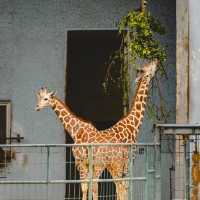 【大阪景點】天王寺動物園：不容錯過！