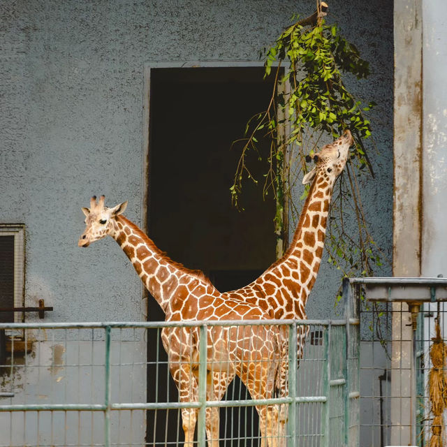【大阪景點】天王寺動物園：不容錯過！