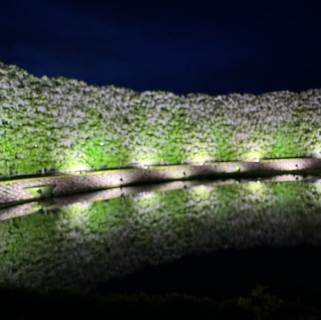 足利花卉紫藤花，夜間點燈