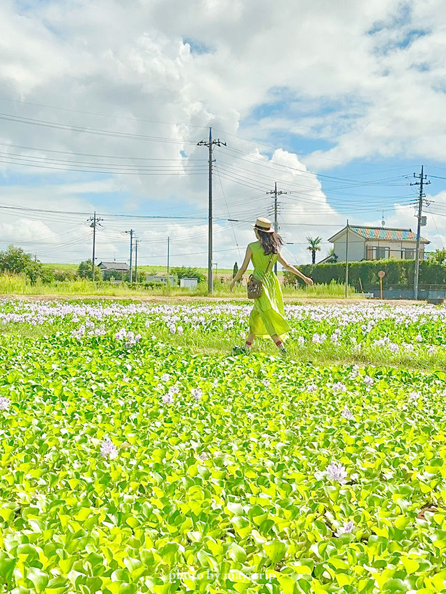【埼玉/加須】めずらしい一面薄紫色の花