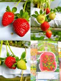 Picking Sweet Memories at the Strawberry Farm, Genting Highlands