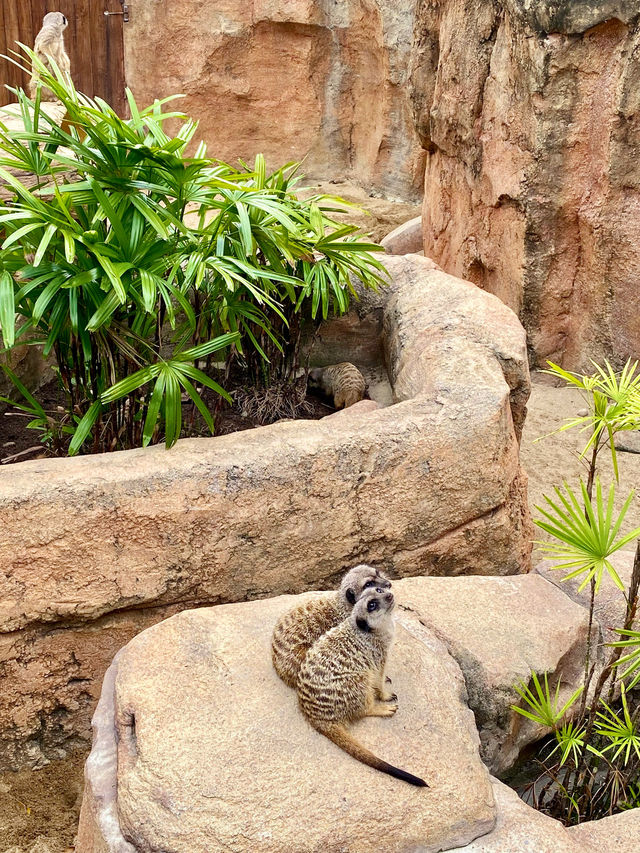 【黃竹坑】香港海洋公園:與企鵝共餐,感受自然奇觀 的郊遊之旅 【黃竹坑】香港海洋公園:與企鵝共餐,感受自然奇觀 的郊遊之旅