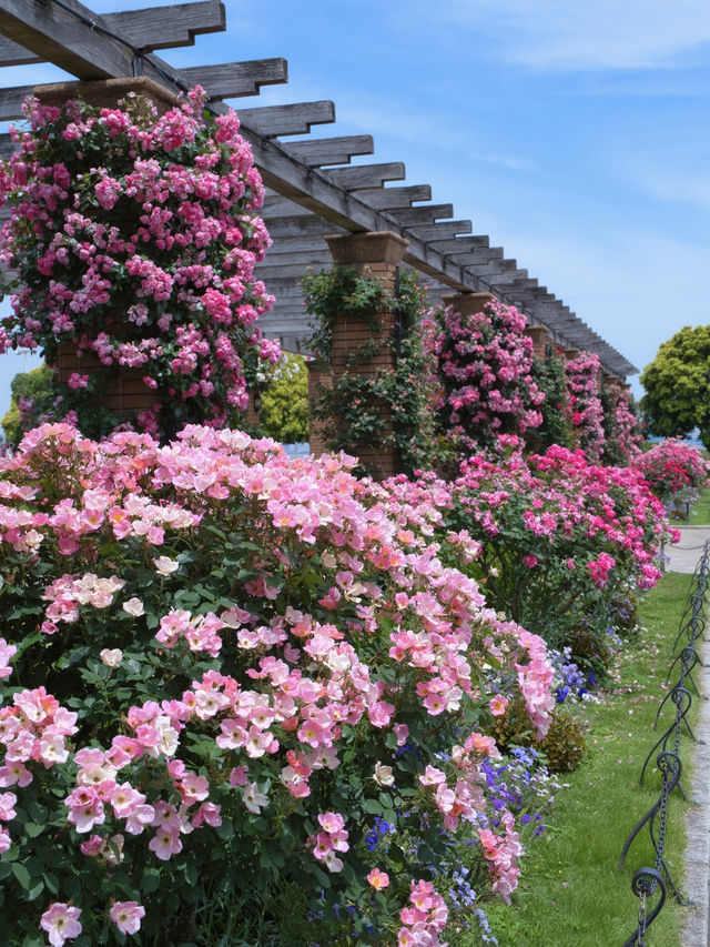 【神奈川】今が見頃‼️しかも無料🤩みなとみらい×バラ園で季節を感じよう✨