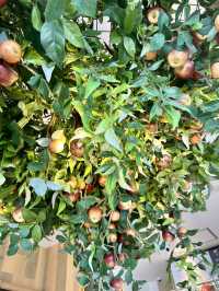 🇯🇵何度でも行ってしまうa la ringo🍏🍎