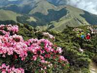 合歡山杜鵑花
