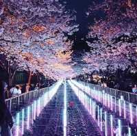 余佐川櫻花道