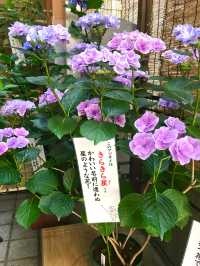 【集財祭/東京都】境内にあふれる見頃の紫陽花