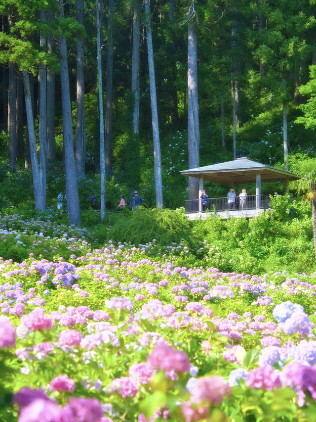 【千葉】どっから見ても紫陽花だらけ😍 250品種・10,000株以上の紫陽花がお出迎え✨