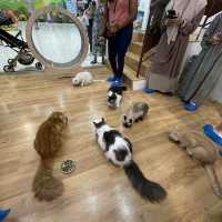 Feline Fun for the Whole Family: Chucky Cat Cafe Delights!