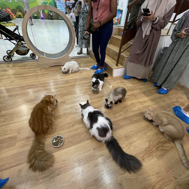 Feline Fun for the Whole Family: Chucky Cat Cafe Delights!