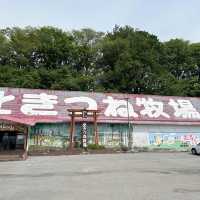 北狐牧場 近距離看望牠們的可愛模樣
