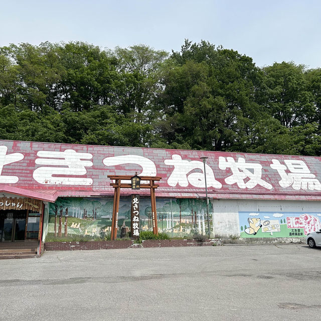 北狐牧場 近距離看望牠們的可愛模樣