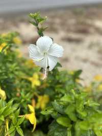 🇯🇵宮古島マンゴースムージー