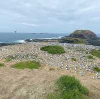 Coastal Bliss at Cape Woolamai, Phillip Island, Victoria 🇦🇺