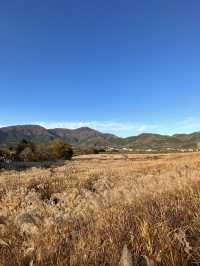 〜神奈川県〜黄金の絨毯　紅葉だけじゃない日本の秋の景色