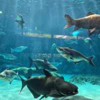 ไอเดียใหม่ ที่เที่ยวสิงคโปร์ river wonder