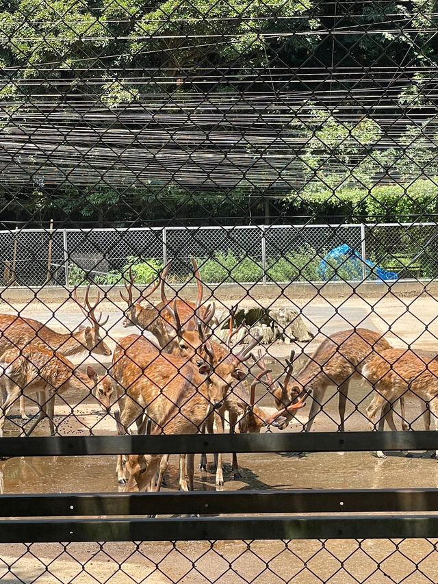 Magical day trip from Tokyo.