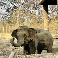 清邁夜間野生動物園-日夜都可以過來的夜更動物園