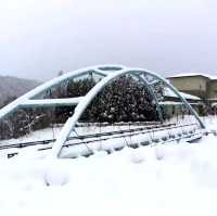 美瑛景點/冬季必訪夢幻絕美景色 #白鬚瀑布(白ひげの滝)