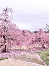 〜三重県鈴鹿市〜ピンクのに染まった世界✨鈴鹿の森庭園