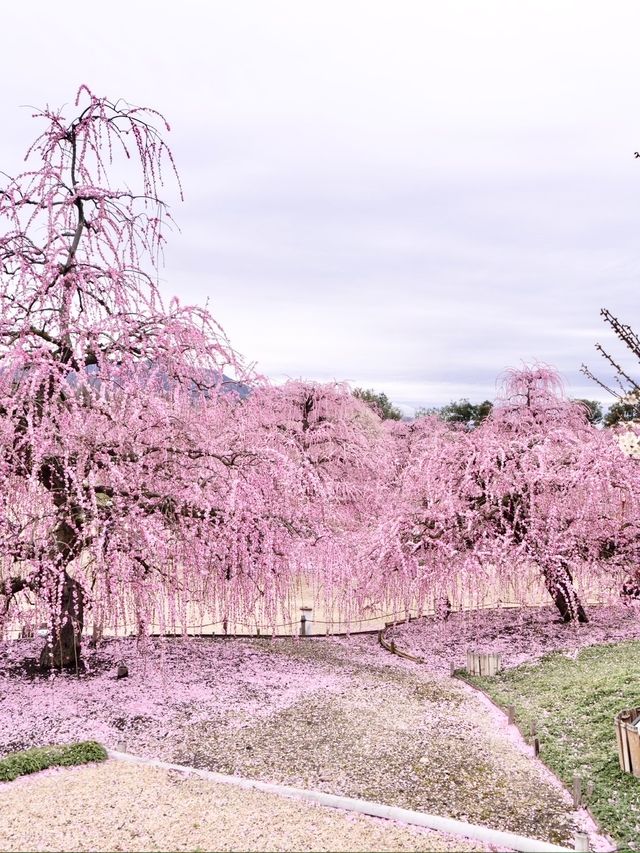 〜三重県鈴鹿市〜ピンクのに染まった世界✨鈴鹿の森庭園