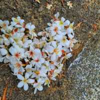 【苗栗】九華山梧桐花盛開，適合觀賞和拍照