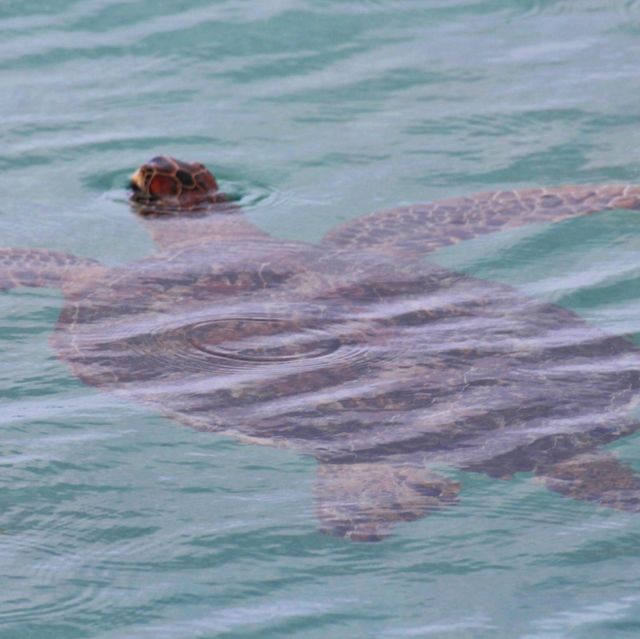 ウミガメの海🏝️奄美大島✨笠利漁港