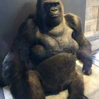 Exploring the Natural History Museum in London