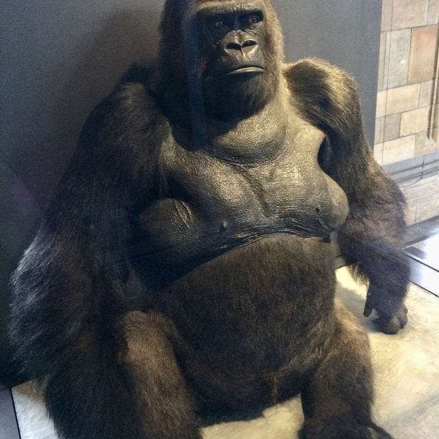 Exploring the Natural History Museum in London