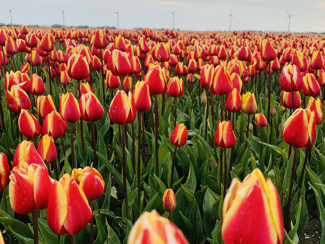 荷蘭🇳🇱公路旅行隨處可見的鬱金香花園
