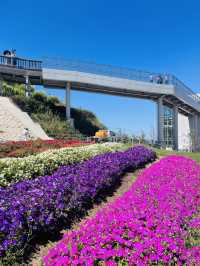 【兵庫県:淡路島】淡路島観光に外せないお花畑！！