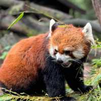 「平川動物公園」親近可愛動物，愉快親子時光！
