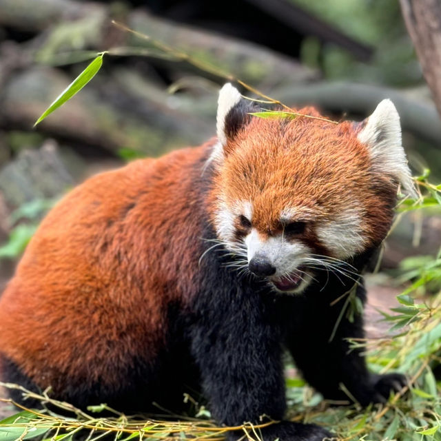 「平川動物公園」親近可愛動物，愉快親子時光！